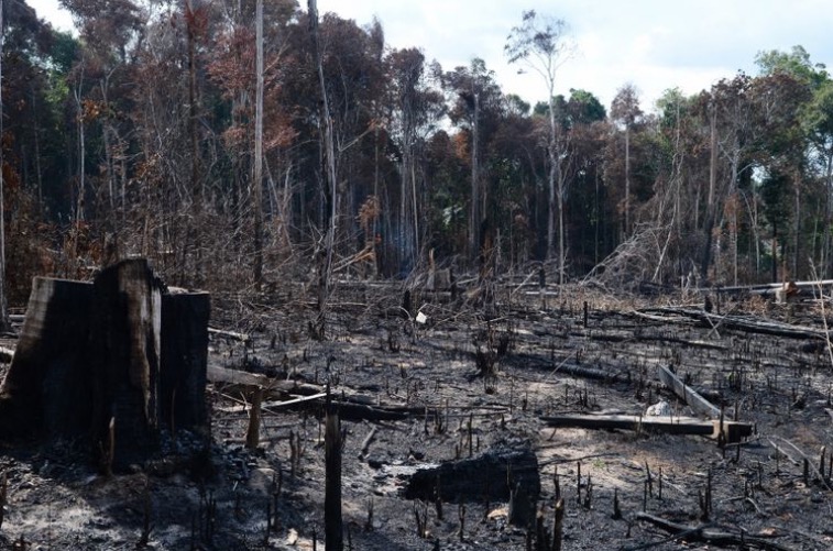 Amazônia tem aumento no desmatamento durante a campanha eleitoral 