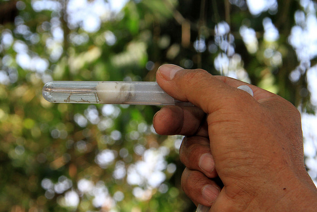 11 bairros deixam zona de alto risco para infestação do Aedes aegypti em Manaus