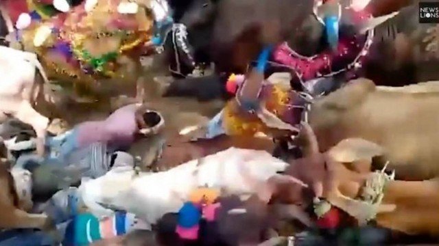 Vídeo chocante mostra fiéis sendo pisoteados por vacas para terem 'sorte'