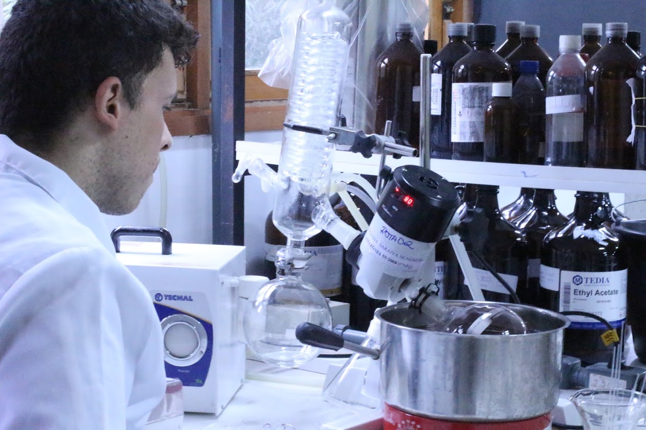 Plantas amazônicas podem auxiliar no tratamento de inflamações uterinas e obesidade