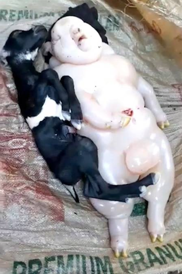 Criatura nasce com aparência 'meio-porca, meio humana' e apavora moradores
