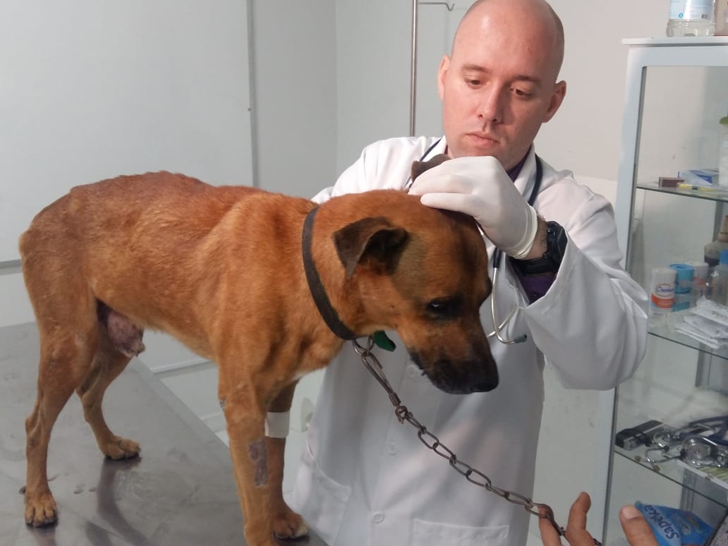 Ação oferta triagem e exames gratuitos para Pets nesta sexta-feira