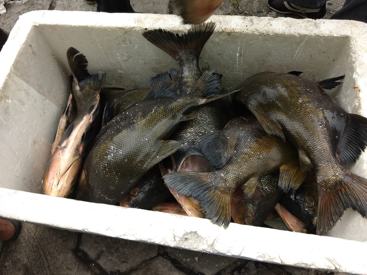 Polícia apreende 700kg de peixe e doa para instituições em Manaus