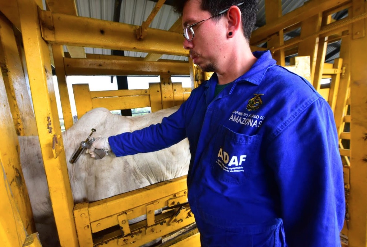 Campanha de vacinação contra febre aftosa é prorrogada no Amazonas