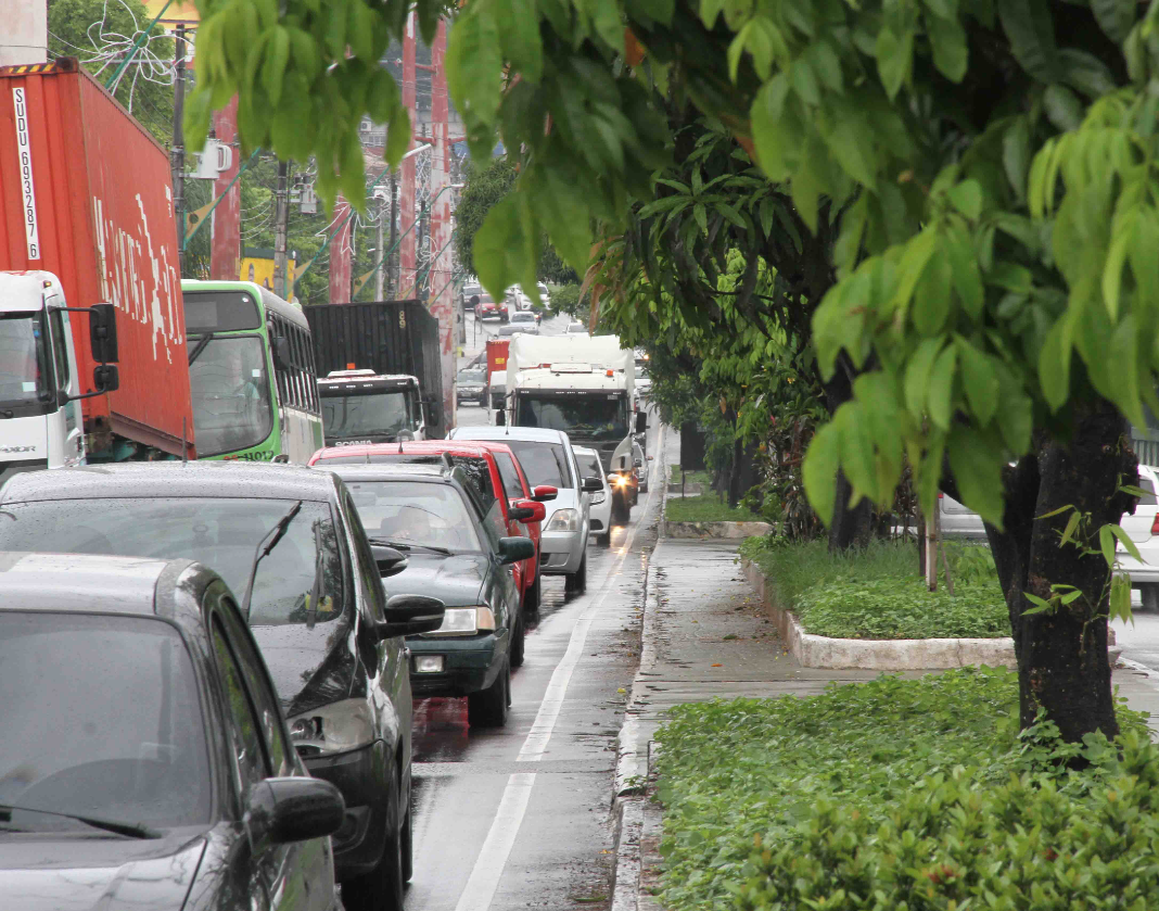 Árvores da avenida Ephigênio Salles serão manejadas para evitar atropelamento de periquitos