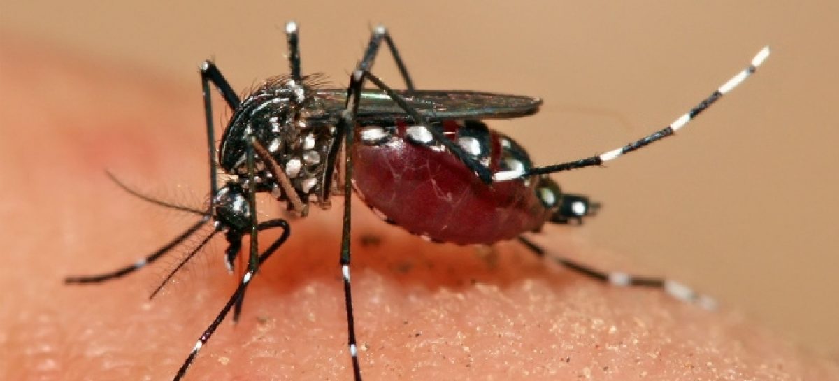 Amazonas tem redução de 68% nos casos de chikungunya