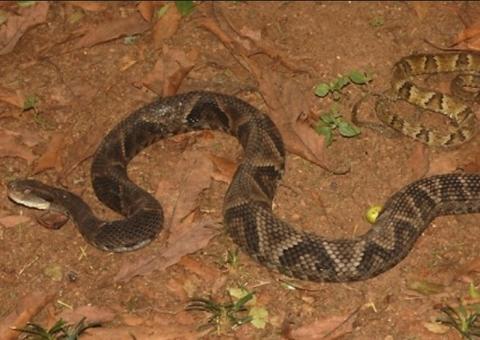 Brasileiros descobrem substância em frutas que pode ajudar contra picada de jararaca