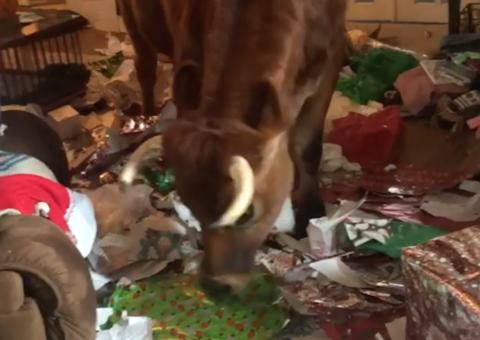 Conheça Finn, o boi de estimação que vive dentro de casa com dois cachorros