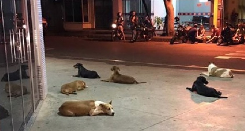 Cachorros aguardam por morador de rua que foi internado em hospital no Paraná
