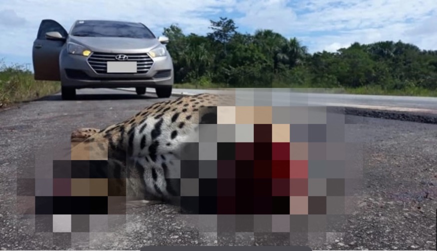 Onça-pintada é encontrada na BR-174 com cabeça decapitada e patas cortadas 