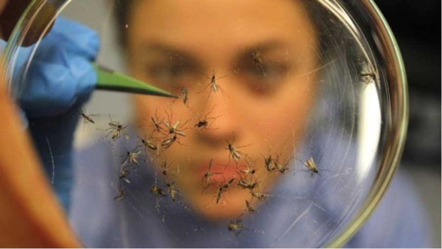 FVS alerta para casos de dengue, chikungunya e zika em tempos de chuvas no Amazonas