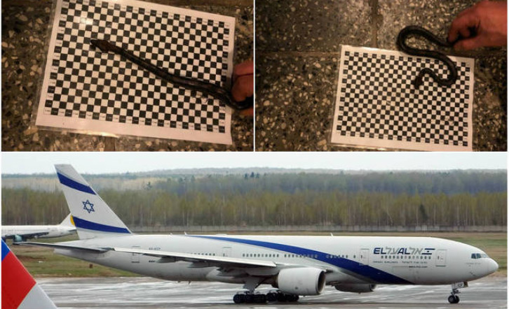 Homem enfia cobra na calça e tenta entrar em avião, mas se dá mal