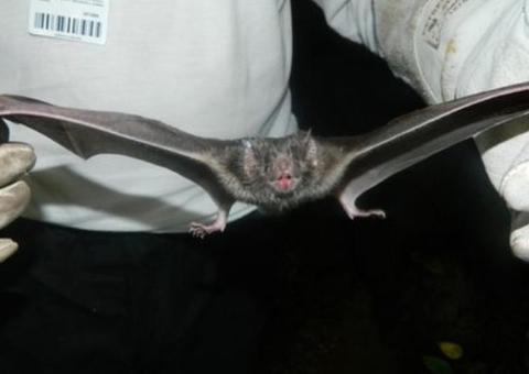 FMT descarta raiva em pacientes atacados por morcegos na zona rural de Manaus