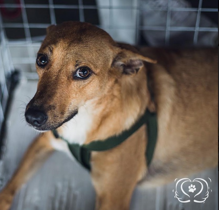Evento para adoção de cães e gatos acontece neste sábado