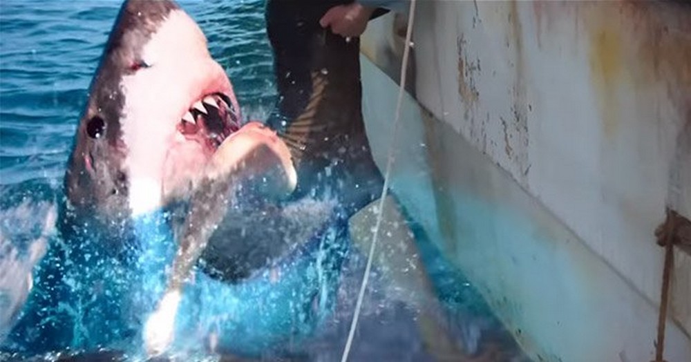 Medo Profundo 2 se passará no Brasil; filme ganha data de estreia 