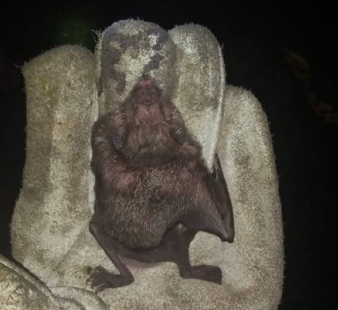 Nove morcegos vampiros são capturados em Manaus 