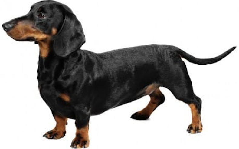 Mulher oferece recompensa para recuperar cadela perdida em Manaus