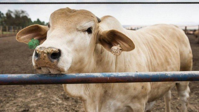 Vacas recorrem a aplicativo de relacionamentos para encontrar parceiro e acasalar