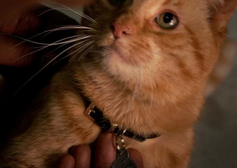 #GooseOGato: Marvel vai doar R$ 1 real ao Instituto Luisa Mell para cada foto com seu gato 