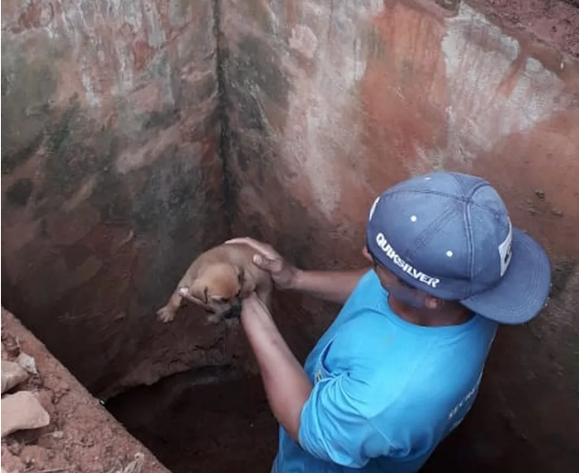 Cachorro sobrevive após passar seis dias dentro de bueiro 