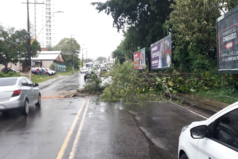 Árvore tomba e espalha fios elétricos no meio de avenida em Manaus