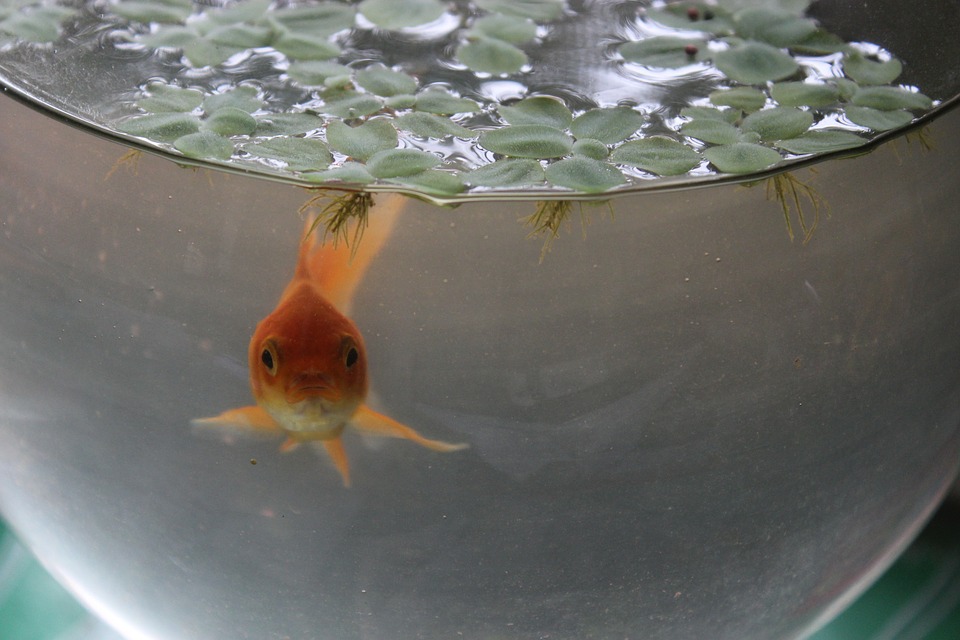 Homem é detido após deixar peixe de estimação sem comida por 3 dias