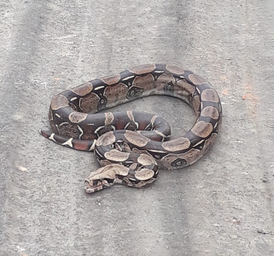 Jiboia é a cobra mais resgatada na área urbana de Manaus