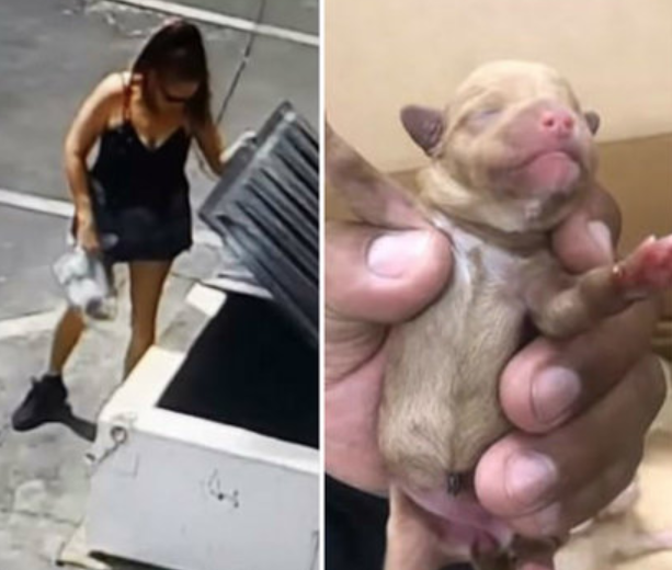 Mulher é filmada jogando filhotes de cachorro em lixeira