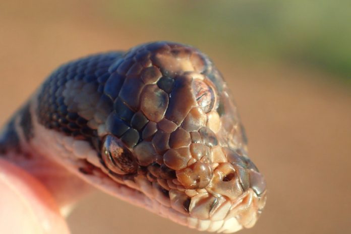 Cobra de três olhos é encontrada em estrada