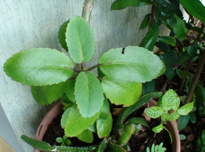 Planta com efeito vaso dilatador pode reduzir inchaço nas pernas. Saiba mais