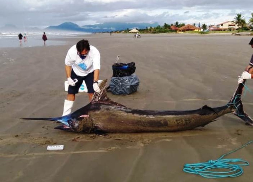 Peixe  raríssimo de 200 Kg é encontrado morto às margens de praia