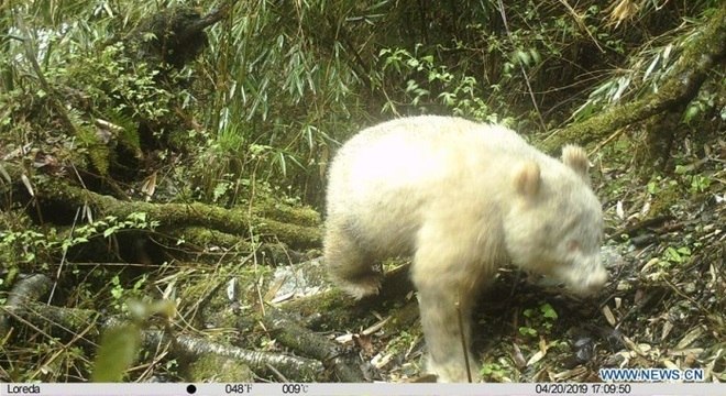  Panda Albino é visto pela 1ª vez em reserva 