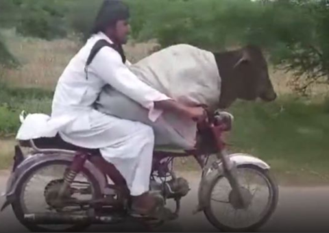 Homem é flagrado transportando vaca em garupa de moto  