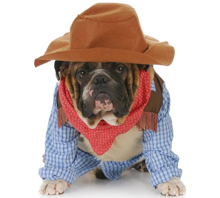 Centro de atenção animal realiza festa junina para os pets