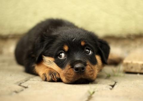 Homem que envenenou cachorrinha é condenado a indenizar em R$ 4 mil donos do animal