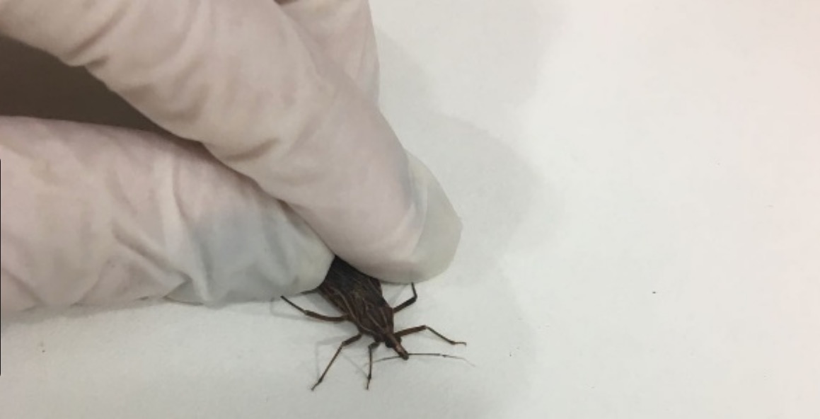 FVS investiga suspeita de surto de Doença de Chagas no Amazonas