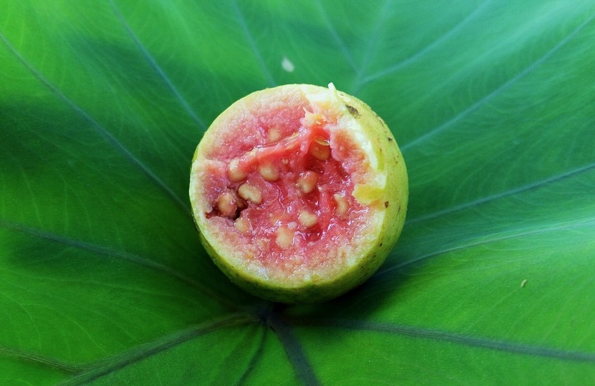 Goiaba alivia cólicas menstruais e melhora saúde dos ossos