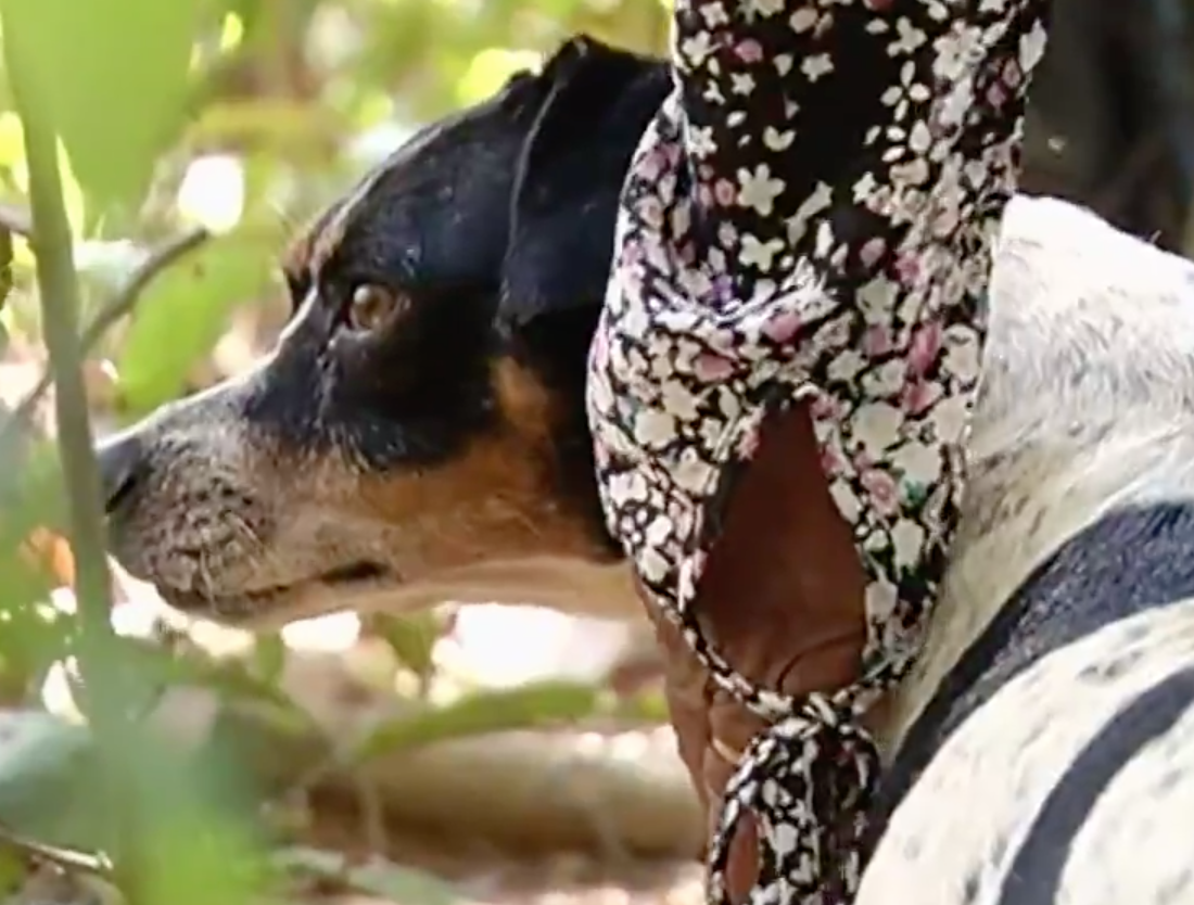 Idosa é atacada por onça ao tentar salvar cachorro