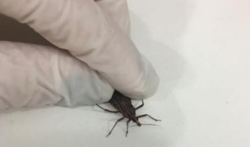 Sobe para seis o número de casos de Doença de Chagas em município do Amazonas