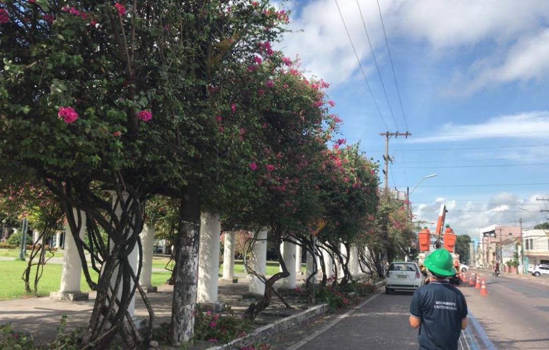 Árvores recebem ação de manejo e retirada das ervas-de-passarinho em Manaus