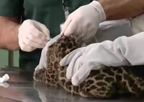 Filhotes de onça nascem em refúgio biológico