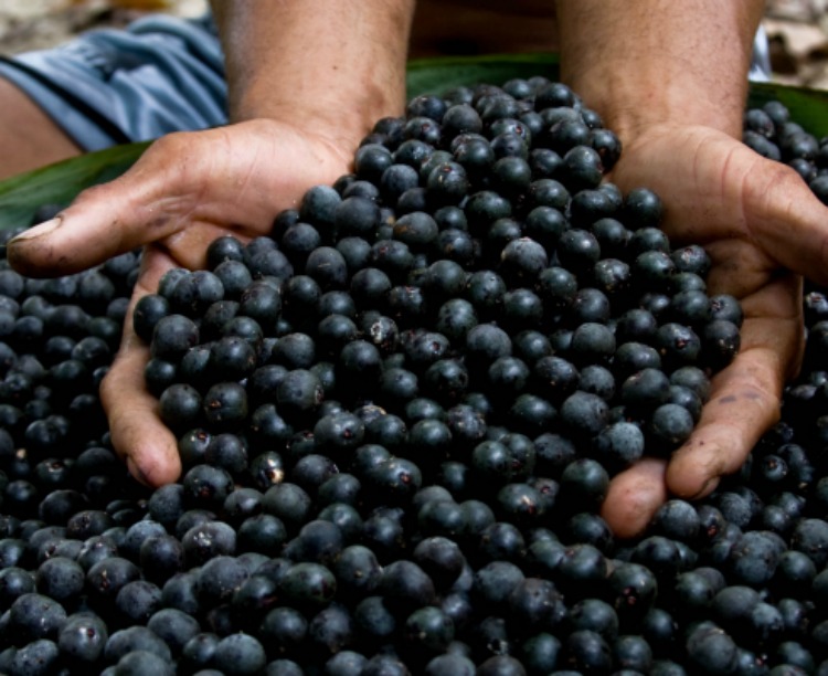  O perigo no açaí: O que é e como prevenir a Doença de Chagas