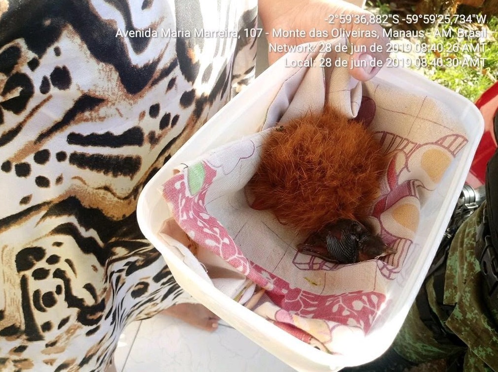 Filhote de pássaro é resgatado por agentes do Batalhão Ambiental em Manaus 