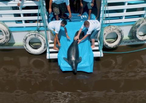 Conservação dos mamíferos aquáticos da Amazônia é retratada em documentário