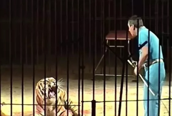 Domador de tigres é atacado e morto durante treinamento na Itália