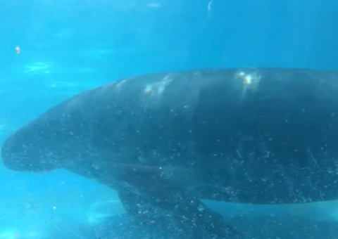 Bosque da Ciência é fechado enquanto governo federal anuncia recursos para área