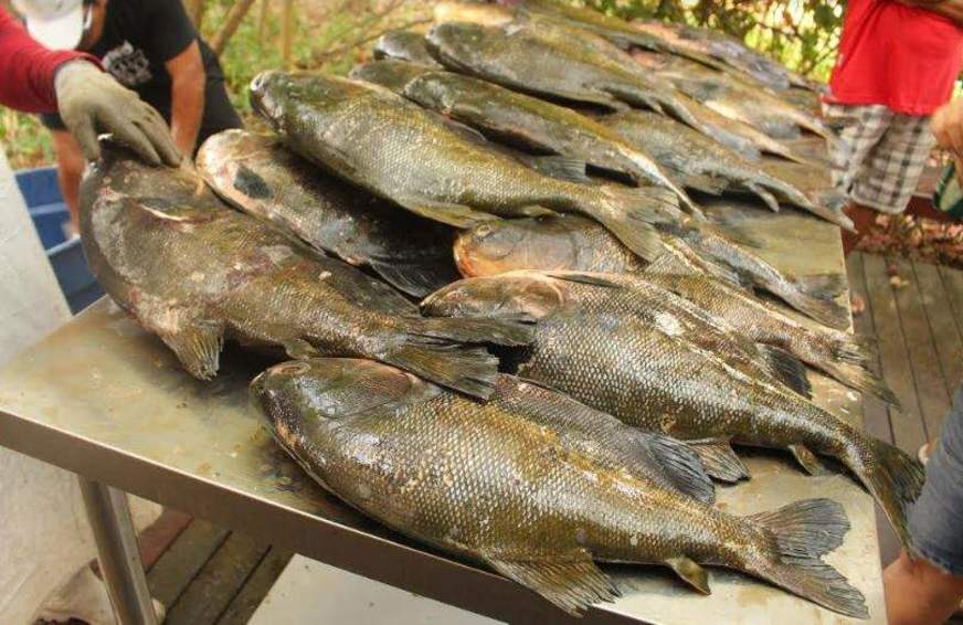 Tambaqui será vendido a partir de R$ 9 neste sábado em Manaus 
