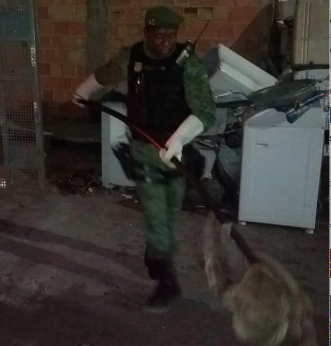 Moradores encontram bicho-preguiça passeando por rua de Manaus