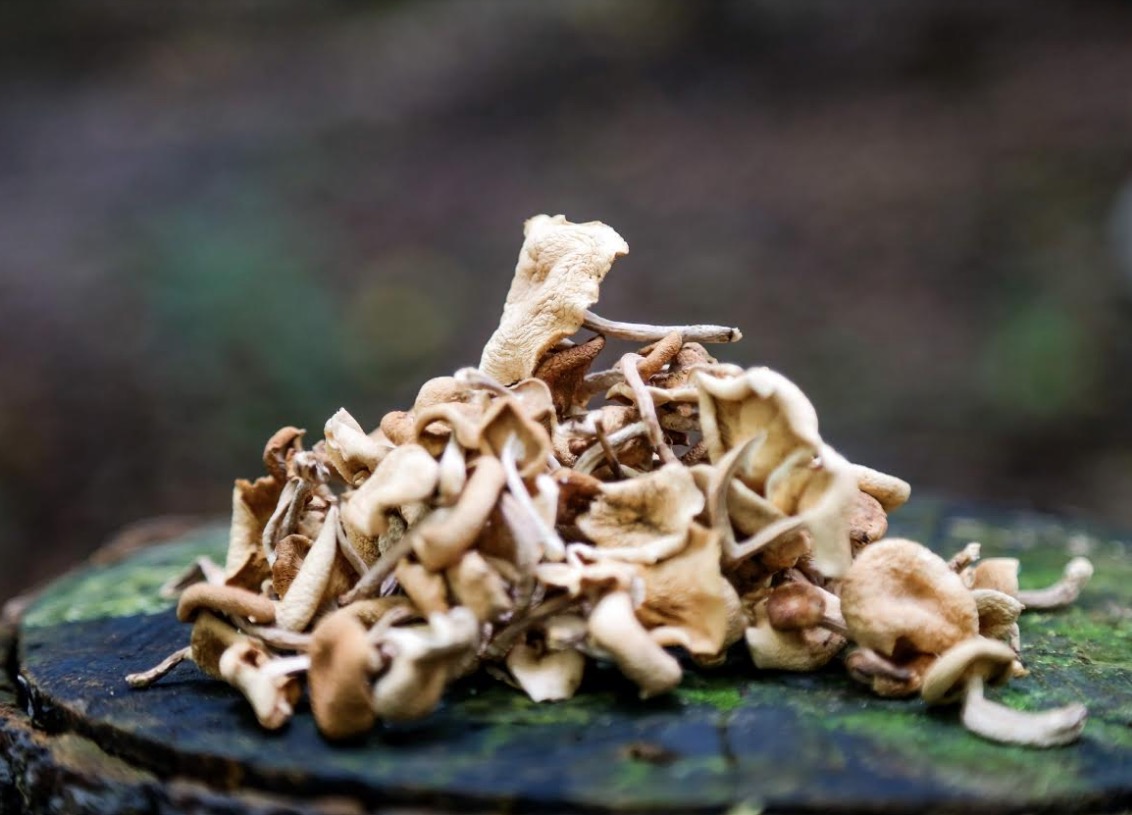 Cultivo de cogumelos pode alavancar renda de produtores rurais no Amazonas