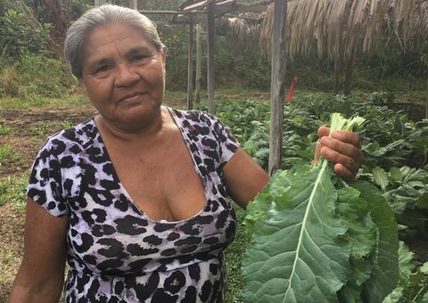 Escoamento de produção assegurado garante motivação de agricultores no Amazonas